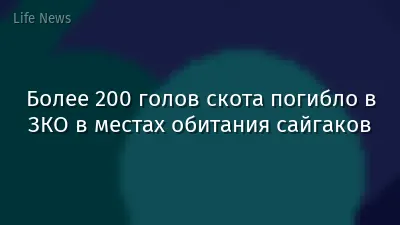 Более 200 голов скота погибло в ЗКО в местах обитания сайгаков