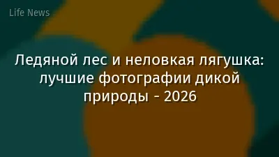 Ледяной лес и неловкая лягушка: лучшие фотографии дикой природы - 2026