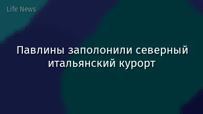 Павлины заполонили северный итальянский курорт