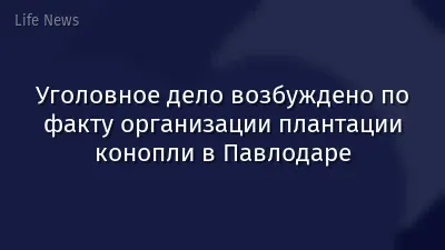 Уголовное дело возбуждено по факту организации плантации конопли в Павлодаре