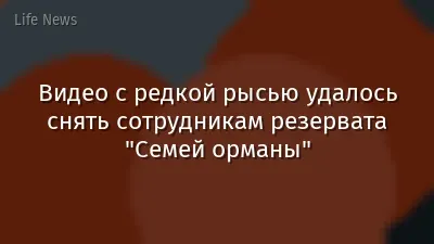 Видео с редкой рысью удалось снять сотрудникам резервата "Семей орманы"