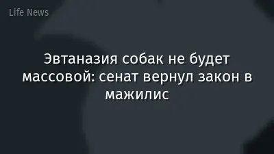 Эвтаназия собак не будет массовой: сенат вернул закон в мажилис