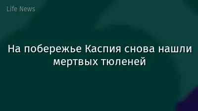 На побережье Каспия снова нашли мертвых тюленей
