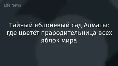 Тайный яблоневый сад Алматы: где цветёт прародительница всех яблок мира