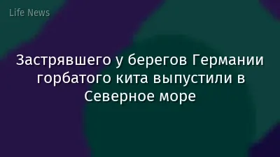 Застрявшего у берегов Германии горбатого кита выпустили в Северное море
