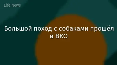 Большой поход с собаками прошёл в ВКО