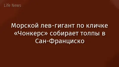 Морской лев-гигант по кличке «Чонкерс» собирает толпы в Сан-Франциско