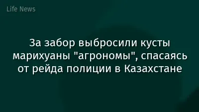 За забор выбросили кусты марихуаны "агрономы", спасаясь от рейда полиции в Казахстане