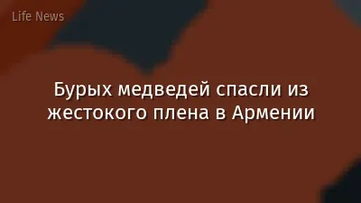Бурых медведей спасли из жестокого плена в Армении