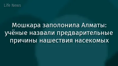 Мошкара заполонила Алматы: учёные назвали предварительные причины нашествия насекомых