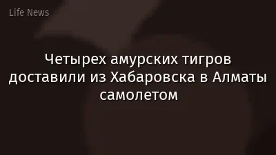 Четырех амурских тигров доставили из Хабаровска в Алматы самолетом