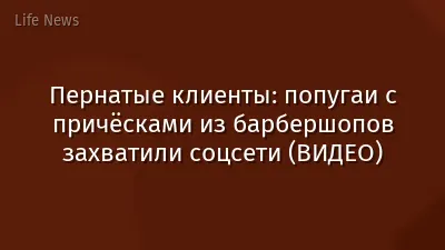 Пернатые клиенты: попугаи с причёсками из барбершопов захватили соцсети (ВИДЕО)