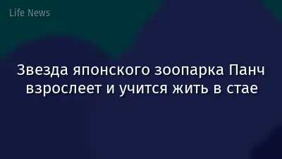 Звезда японского зоопарка Панч взрослеет и учится жить в стае