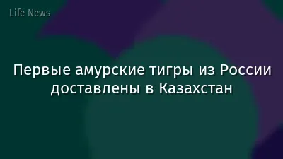 Первые амурские тигры из России доставлены в Казахстан