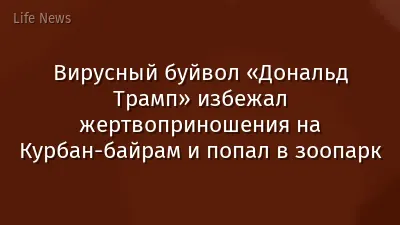 Вирусный буйвол «Дональд Трамп» избежал жертвоприношения на Курбан-байрам и попал в зоопарк
