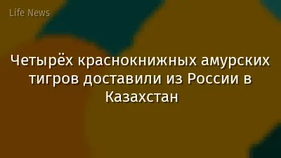 Четырёх краснокнижных амурских тигров доставили из России в Казахстан