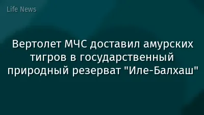 Вертолет МЧС доставил амурских тигров в государственный природный резерват "Иле-Балхаш"
