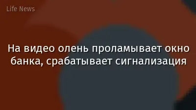 На видео олень проламывает окно банка, срабатывает сигнализация