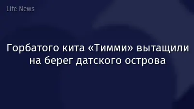 Горбатого кита «Тимми» вытащили на берег датского острова