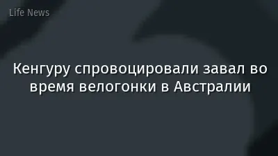 Кенгуру спровоцировали завал во время велогонки в Австралии
