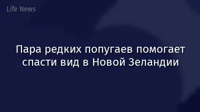 Пара редких попугаев помогает спасти вид в Новой Зеландии