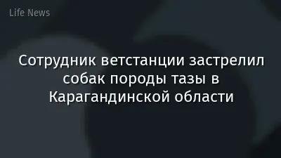 Сотрудник ветстанции застрелил собак породы тазы в Карагандинской области