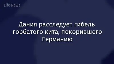 Дания расследует гибель горбатого кита, покорившего Германию