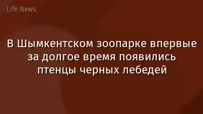 В Шымкентском зоопарке впервые за долгое время появились птенцы черных лебедей