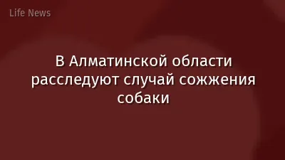 В Алматинской области расследуют случай сожжения собаки