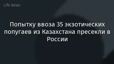 Попытку ввоза 35 экзотических попугаев из Казахстана пресекли в России