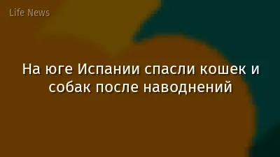 На юге Испании спасли кошек и собак после наводнений
