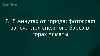 В 15 минутах от города: фотограф запечатлел снежного барса в горах Алматы