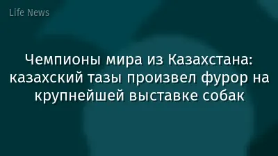 Чемпионы мира из Казахстана: казахский тазы произвел фурор на крупнейшей выставке собак