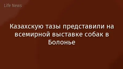 Казахскую тазы представили на всемирной выставке собак в Болонье