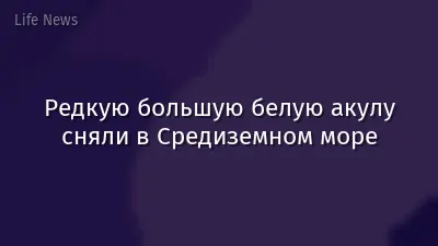 Редкую большую белую акулу сняли в Средиземном море