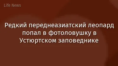Редкий переднеазиатский леопард попал в фотоловушку в Устюртском заповеднике