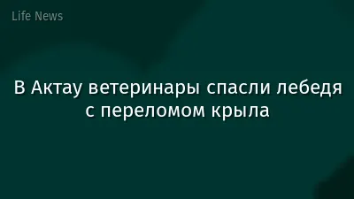 В Актау ветеринары спасли лебедя с переломом крыла