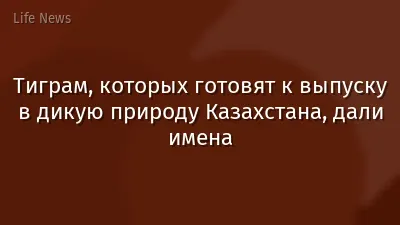 Тиграм, которых готовят к выпуску в дикую природу Казахстана, дали имена