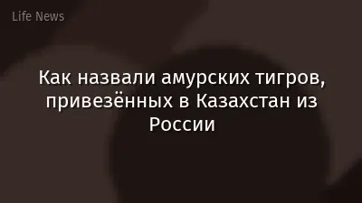 Как назвали амурских тигров, привезённых в Казахстан из России