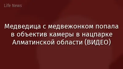 Медведица с медвежонком попала в объектив камеры в нацпарке Алматинской области (ВИДЕО)